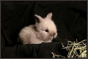 bunnyIMG_7938grd