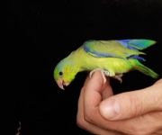 parrotletIMG_9385grand