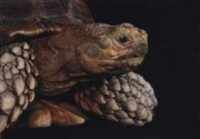 turtleprofilegrd