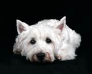 westiegr_MG_9860